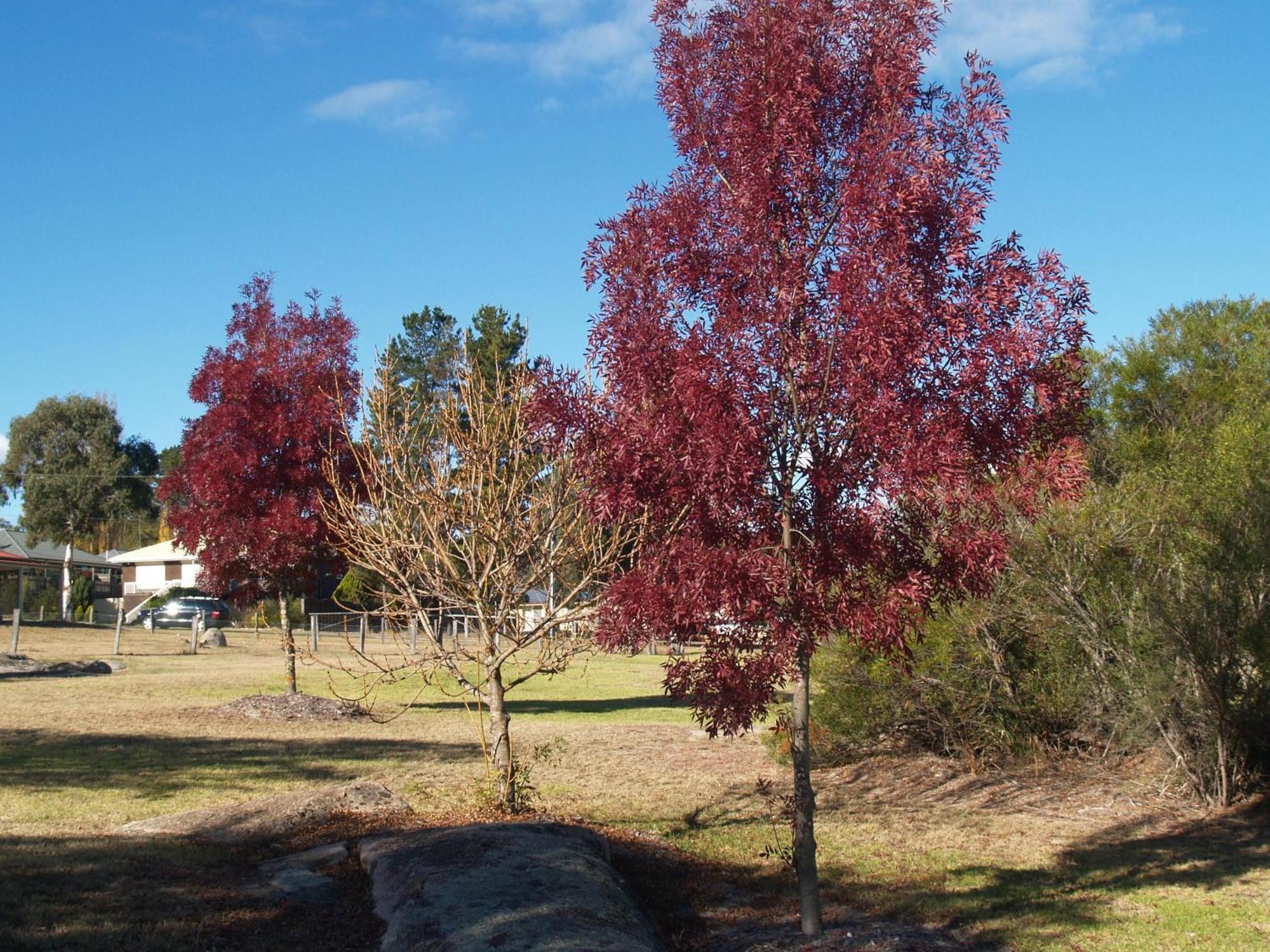 Boulevard Motel Stanthorpe Bagian luar foto